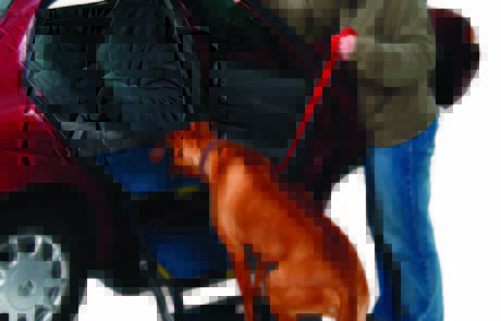 Pet Loader works with all vehicles