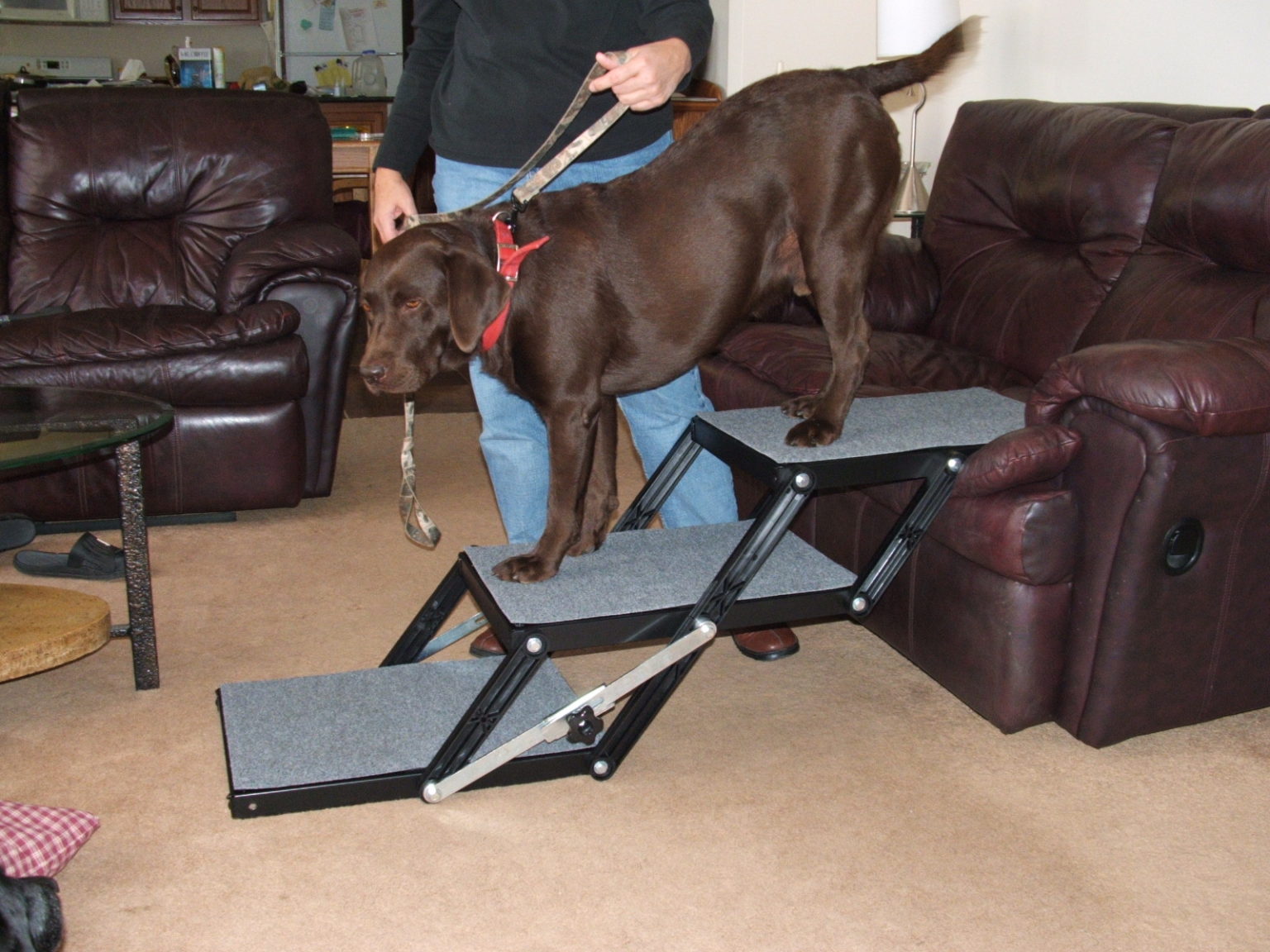 FAQ Frequently Asked Questions Pet Loader