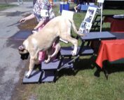 Mastiff descending from Grooming Table on Pet Loader®