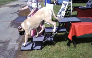 Mastiff descending from Grooming Table on Pet Loader®