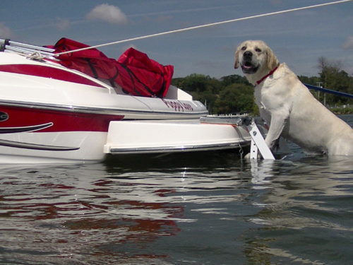 Roscoe and Pet Loader H2O