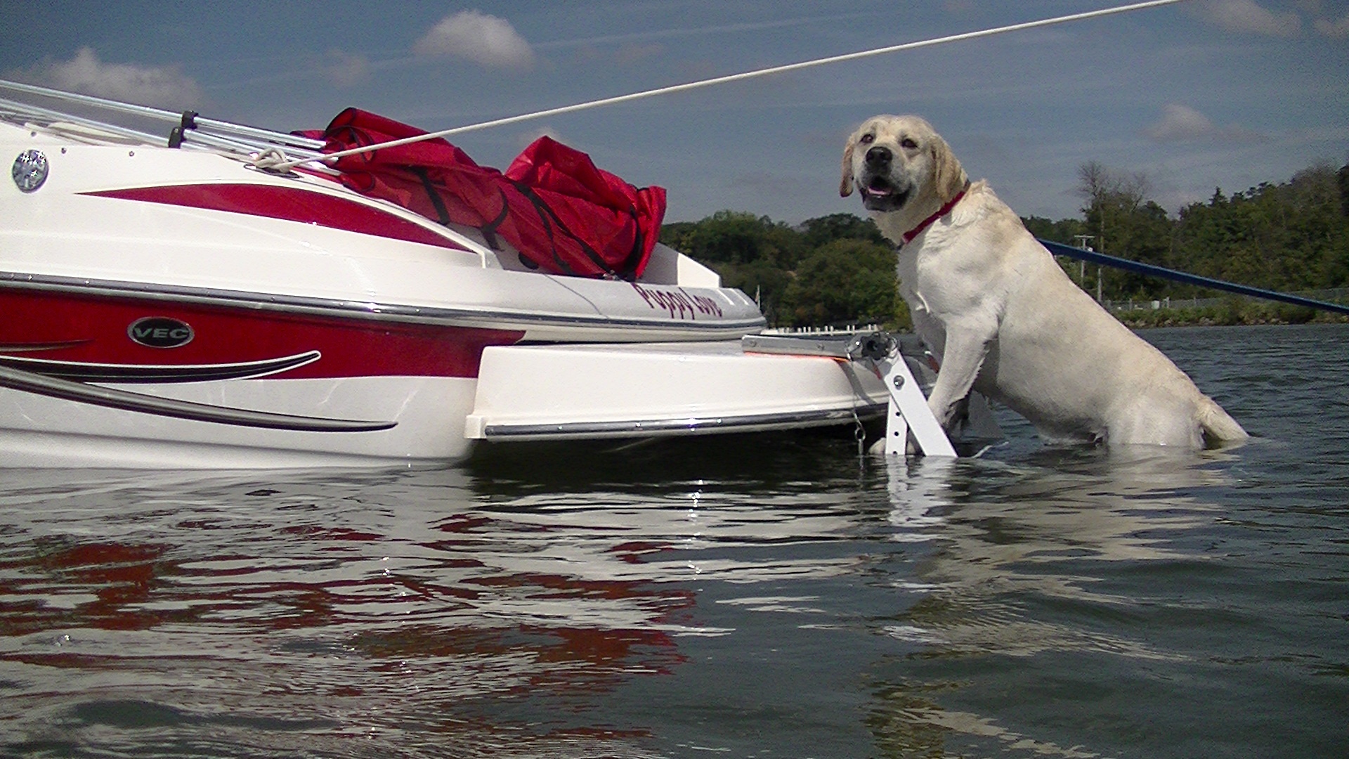 dog swim ladder