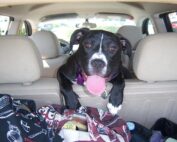 Dog in Back Seat of Car Looking Out of the Hatch with Tongue Sticking Out