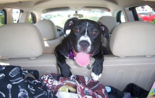 Dog in Back Seat of Car Looking Out of the Hatch with Tongue Sticking Out