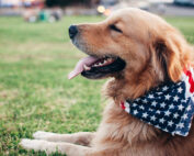 Golden Retriever with American Flag Bandana