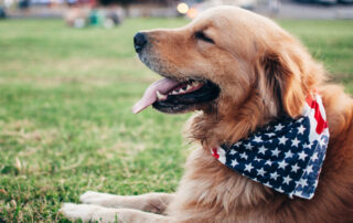 Golden Retriever with American Flag Bandana