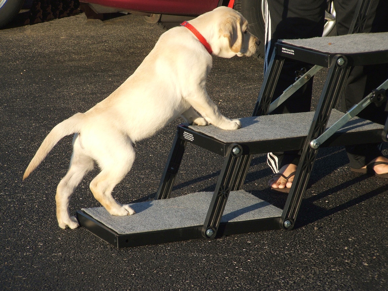 pet loader dog stairs