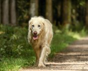 Older Golden Retriever Walking