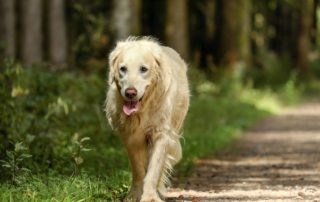 Older Golden Retriever Walking