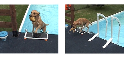 Pet Loader Pool Use